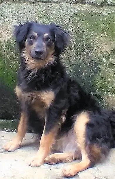 Cachorro ra a SRD-ViraLata idade 2 anos nome Brigite