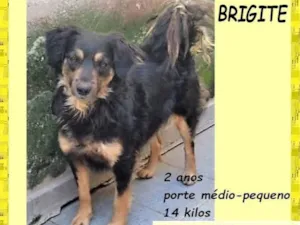 Cachorro raça SRD-ViraLata idade 2 anos nome Brigite