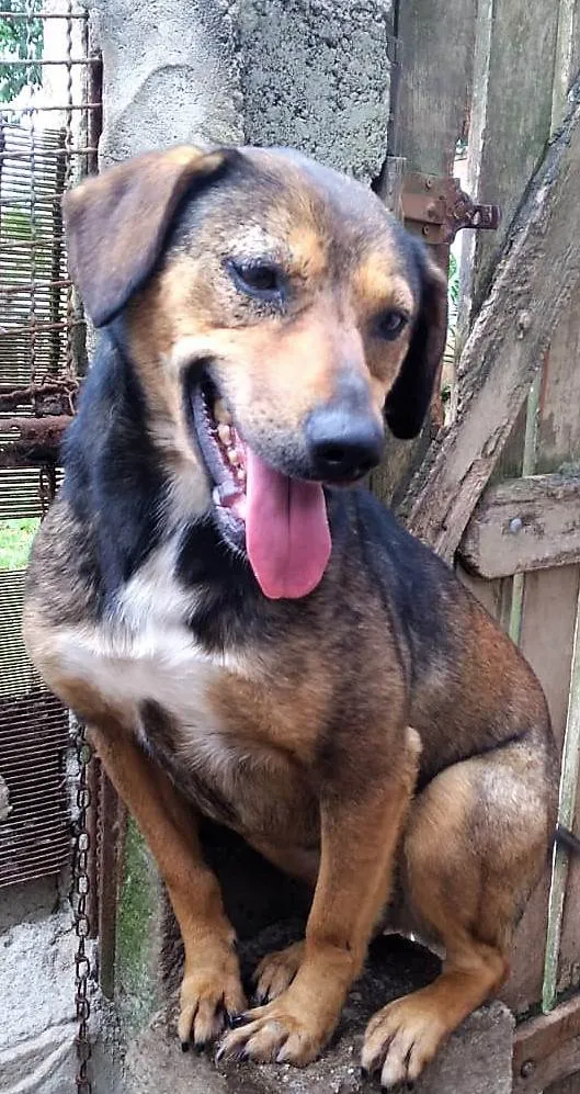 Cachorro ra a SRD-ViraLata idade 2 anos nome Casquinha 
