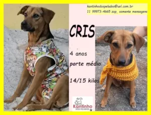 Cachorro raça SRD-ViraLata idade 4 anos nome Cris