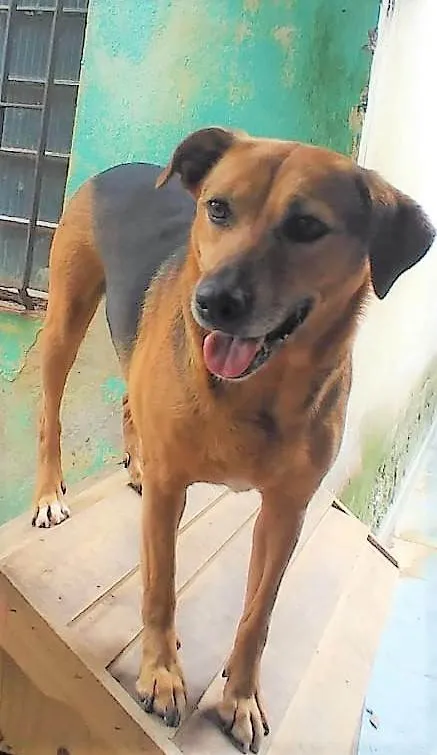 Cachorro ra a SRD-ViraLata idade 4 anos nome Cris