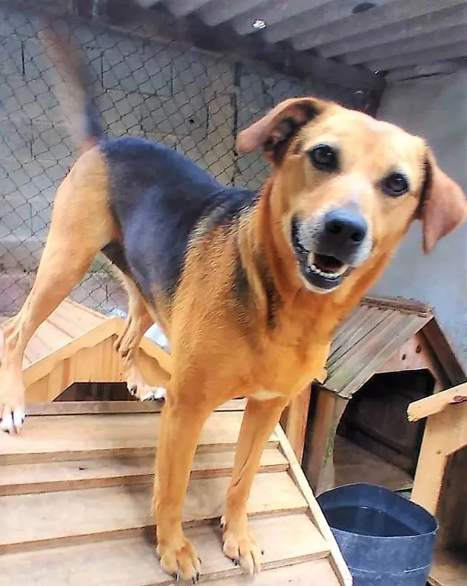 Cachorro ra a SRD-ViraLata idade 4 anos nome Cris