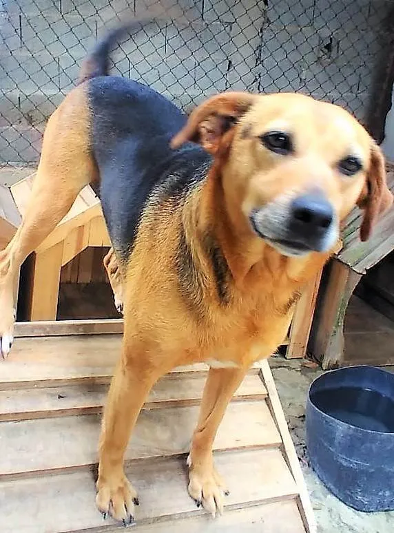Cachorro ra a SRD-ViraLata idade 4 anos nome Cris