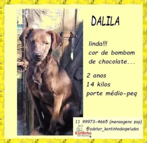 Cachorro raça SRD-ViraLata idade 2 anos nome Dalila 