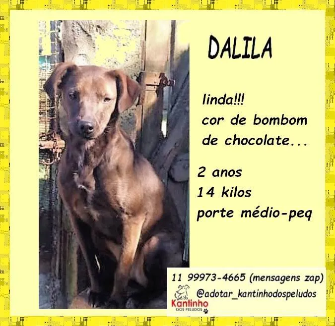 Cachorro ra a SRD-ViraLata idade 2 anos nome Dalila 