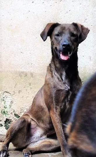 Cachorro ra a SRD-ViraLata idade 2 anos nome Dalila 