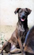 Dalila