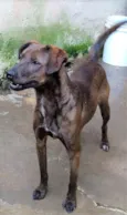 Dalila