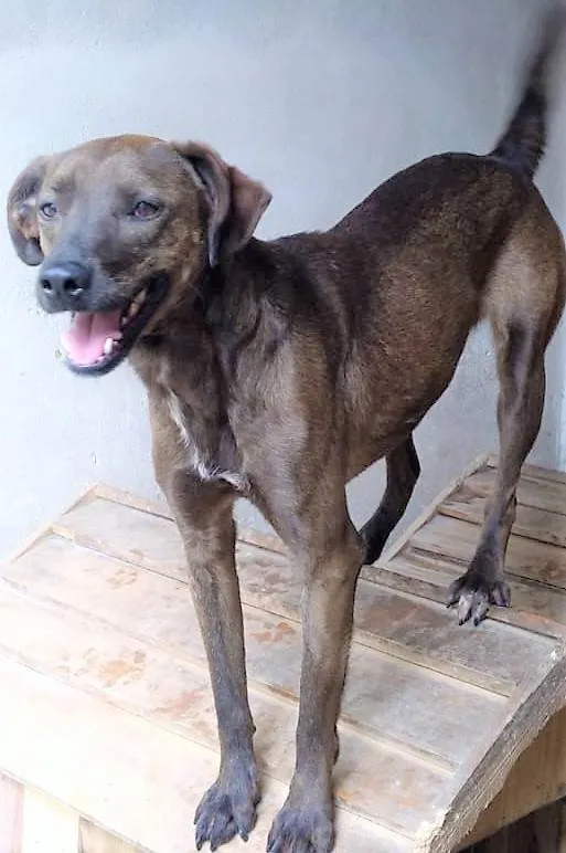 Cachorro ra a SRD-ViraLata idade 2 anos nome Dalila 