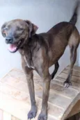 Dalila