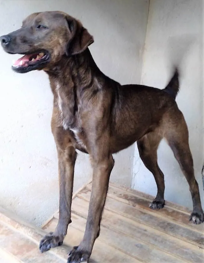 Cachorro ra a SRD-ViraLata idade 2 anos nome Dalila 