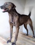 Dalila