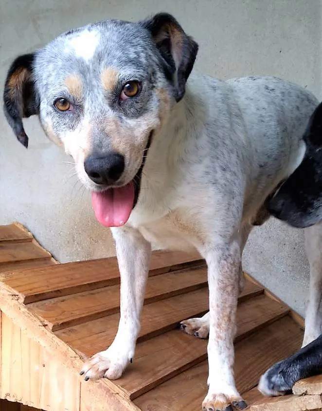 Cachorro ra a SRD-ViraLata idade 2 anos nome Faísca 