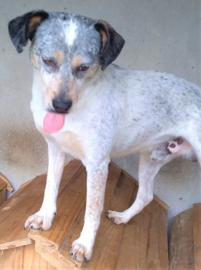 Cachorro ra a SRD-ViraLata idade 2 anos nome Faísca 