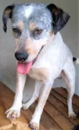 Faísca