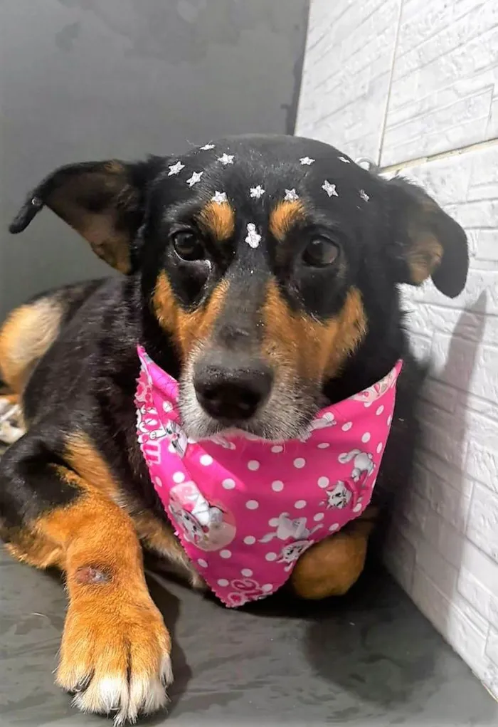 Cachorro ra a SRD-ViraLata idade 4 anos nome Felícia