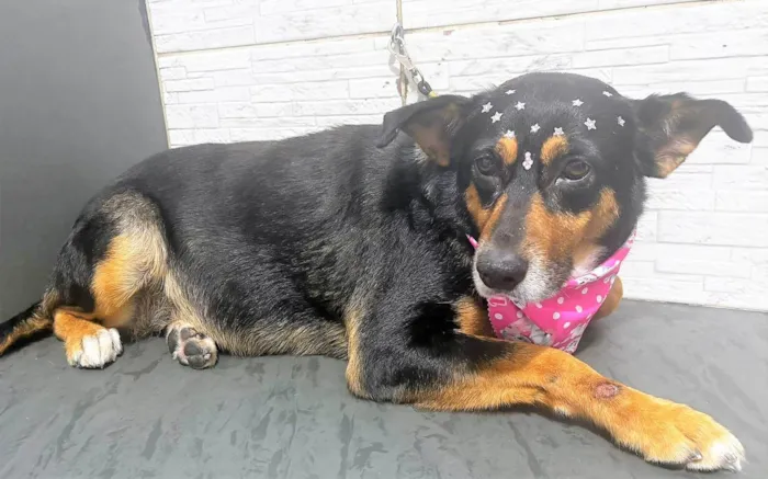 Cachorro ra a SRD-ViraLata idade 4 anos nome Felícia