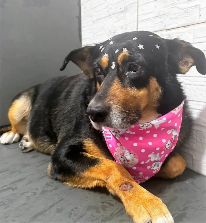 Cachorro ra a SRD-ViraLata idade 4 anos nome Felícia