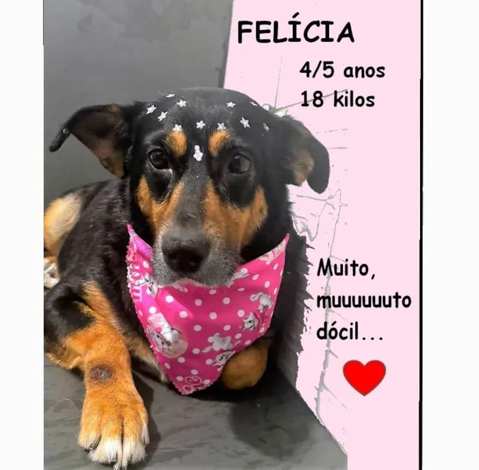 Cachorro ra a SRD-ViraLata idade 4 anos nome Felícia