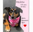 Felícia