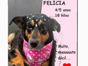 Cachorro raça SRD-ViraLata idade 4 anos nome Felícia