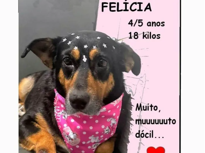 Cachorro ra a SRD-ViraLata idade 4 anos nome Felícia