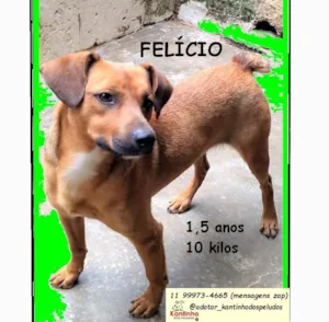 Cachorro raça SRD-ViraLata idade 1 ano nome Felício 