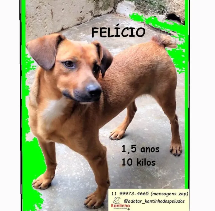 Cachorro ra a SRD-ViraLata idade 1 ano nome Felício 