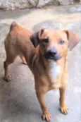 Felício