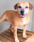Gordinho