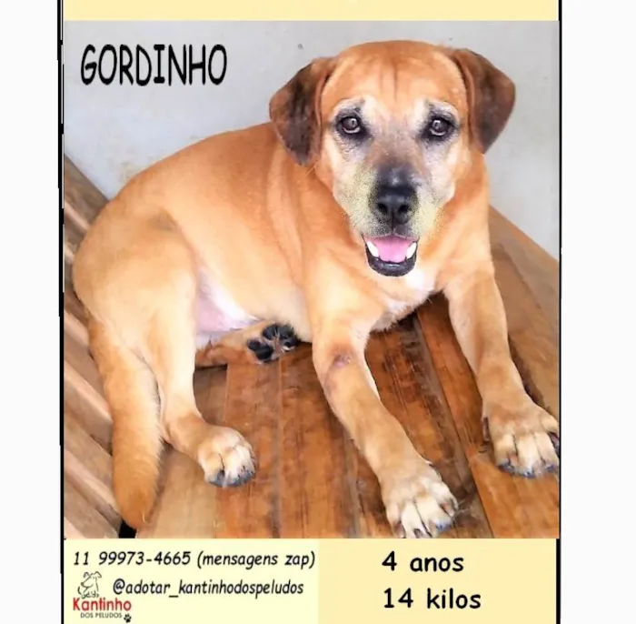 Cachorro ra a SRD-ViraLata idade 4 anos nome Gordinho 