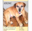 Gordinho