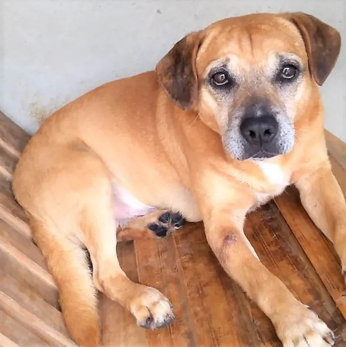 Cachorro ra a SRD-ViraLata idade 4 anos nome Gordinho 