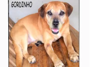 Cachorro raça SRD-ViraLata idade 4 anos nome Gordinho 