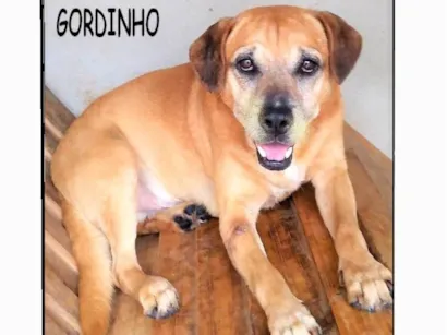 Cachorro raça SRD-ViraLata idade 4 anos nome Gordinho