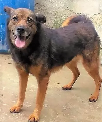 Cachorro ra a SRD-ViraLata idade 4 anos nome Isaura