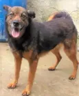 Isaura
