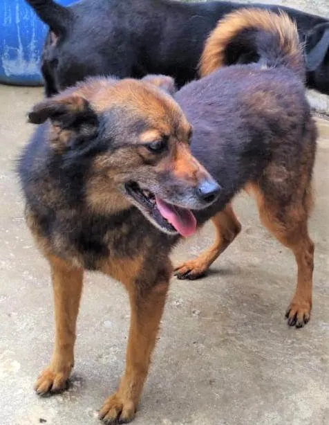 Cachorro ra a SRD-ViraLata idade 4 anos nome Isaura