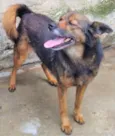 Isaura