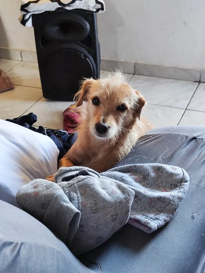 Cachorro ra a SRD-ViraLata idade 1 ano nome Xeron