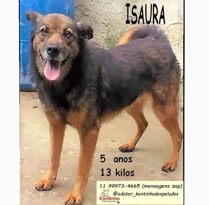 Cachorro ra a SRD-ViraLata idade 4 anos nome Isaura