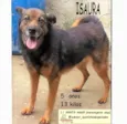 Isaura