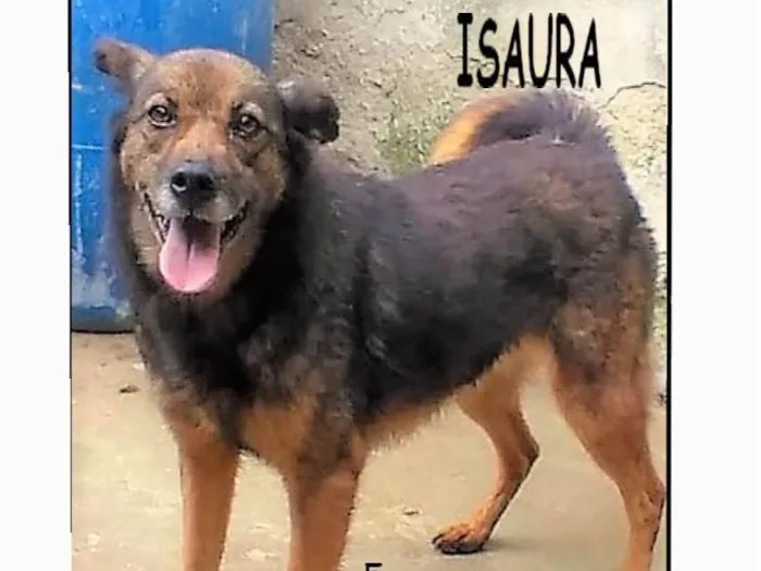 Cachorro ra a SRD-ViraLata idade 4 anos nome Isaura