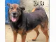 Isaura