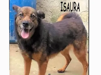 Cachorro raça SRD-ViraLata idade 4 anos nome Isaura