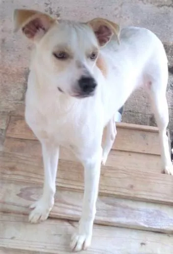 Cachorro ra a SRD-ViraLata idade 1 ano nome Jaime