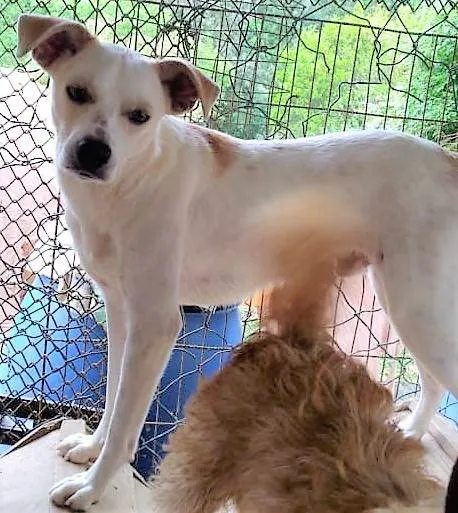 Cachorro ra a SRD-ViraLata idade 1 ano nome Jaime