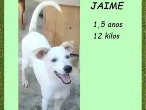 Cachorro raça SRD-ViraLata idade 1 ano nome Jaime