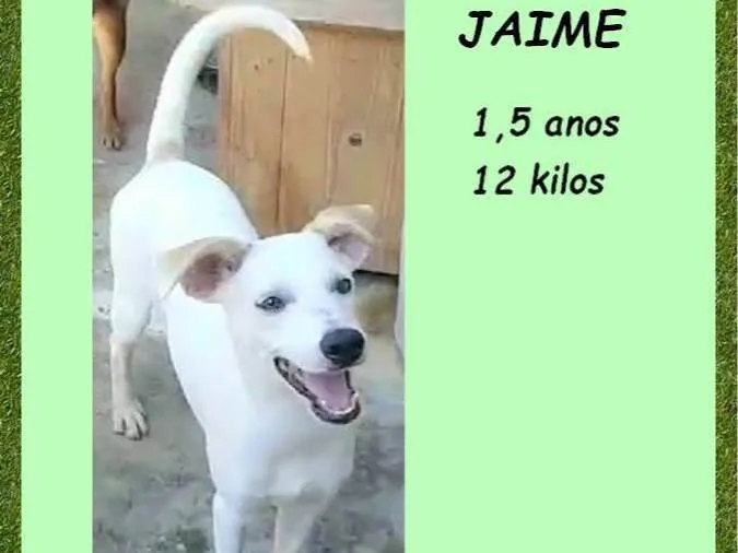 Cachorro ra a SRD-ViraLata idade 1 ano nome Jaime