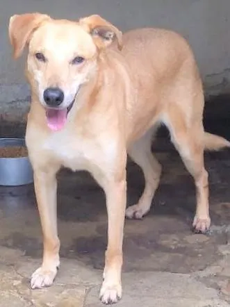 Cachorro ra a SRD-ViraLata idade 4 anos nome Jonhy 